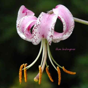 Lilium Lankongense Iza Malczyk